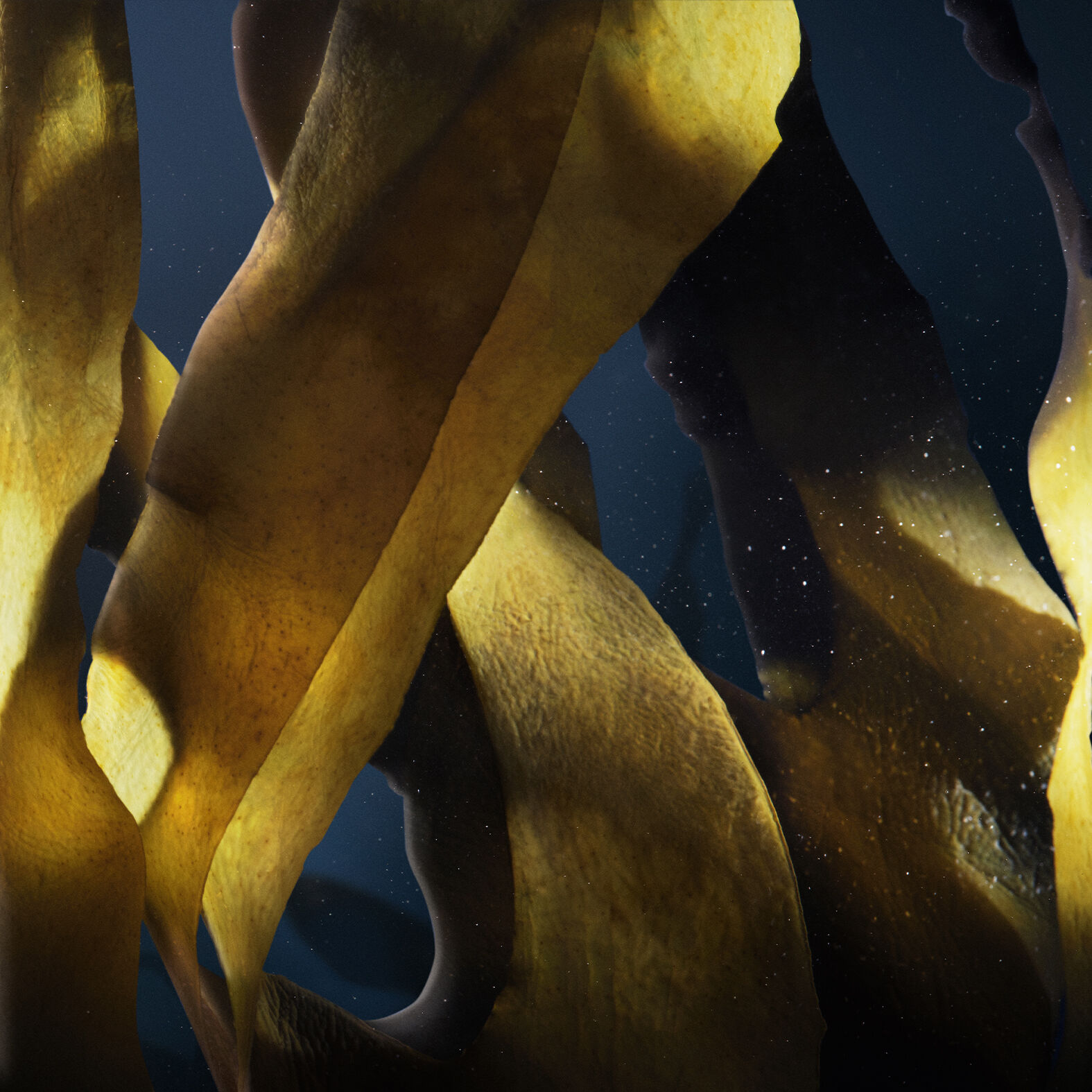 ソワン ノワール クレーム レジェ N - クリーム | Givenchy Beauty